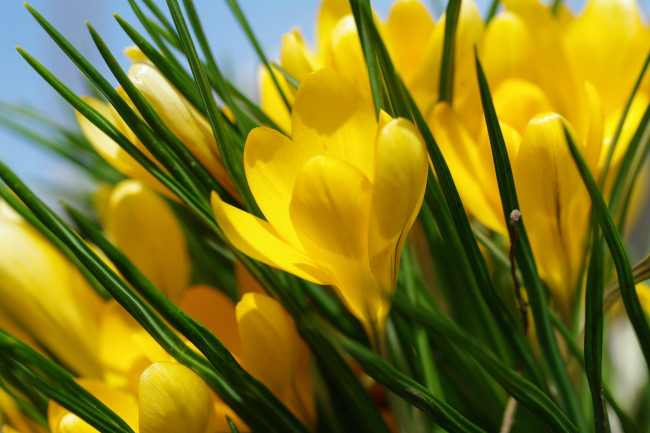 Обои картинки фото цветы, крокусы, желтый