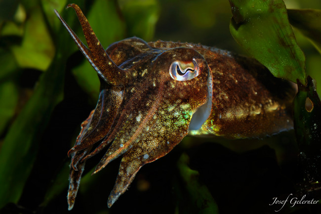 Обои картинки фото животные, морская, фауна, каракатица