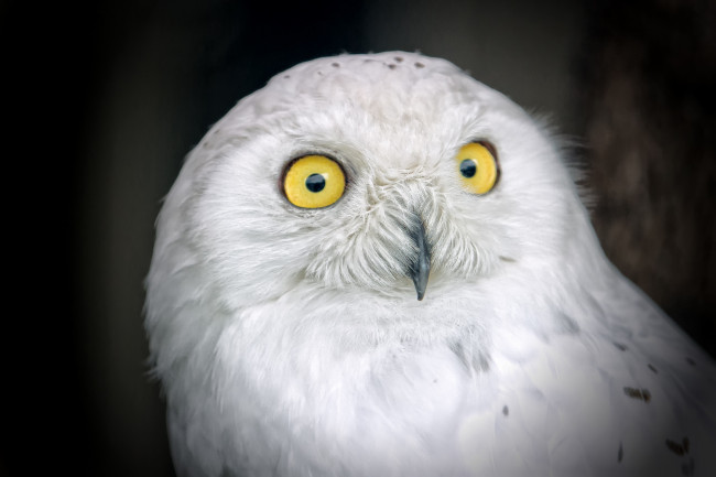 Обои картинки фото животные, совы, сипуха