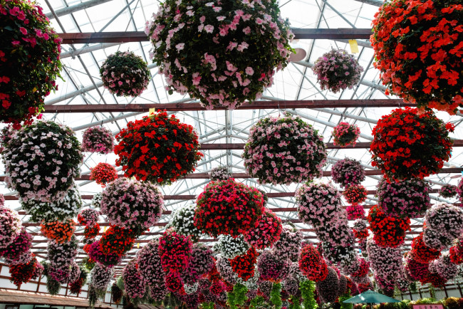Обои картинки фото цветы, бальзамины, оранжерея