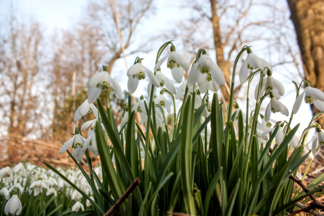 Обои картинки фото цветы, подснежники, белоцветник, весна