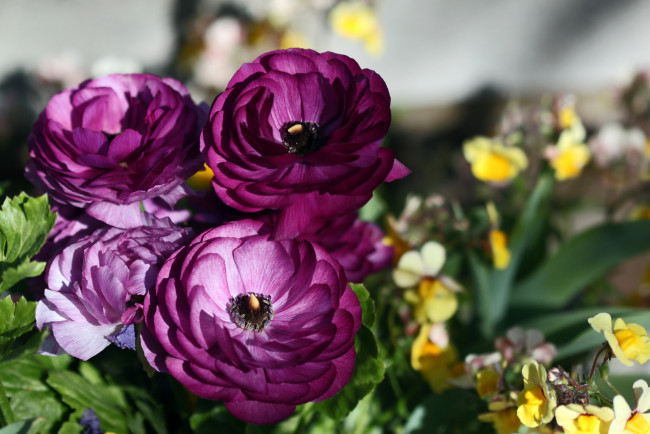 Обои картинки фото цветы, ранункулюс, азиатский, лютик