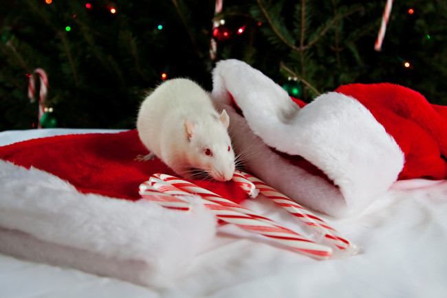 Обои картинки фото животные, крысы, мыши, крыса, конфеты, колпаки