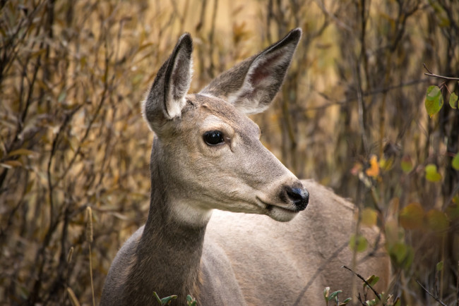Обои картинки фото животные, олени, косуля