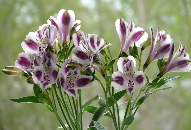 Обои картинки фото цветы, альстромерия, перуанская, лилия