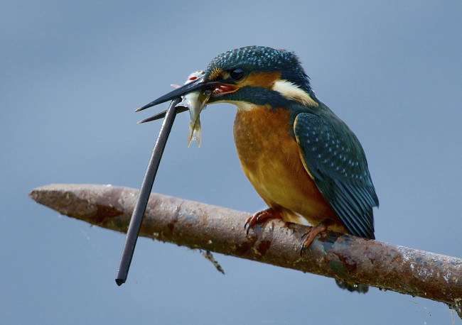 Обои картинки фото животные, зимородки, прут, улов, птица, рыбка