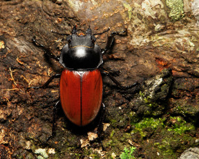 Картинка животные насекомые земля макро itchydogimages жук