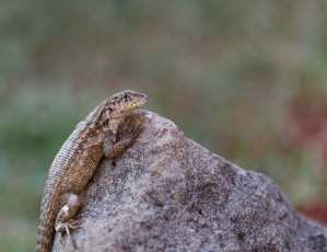 Картинка животные Ящерицы +игуаны +вараны камень ящерица фон