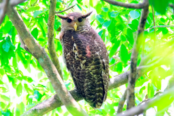 Картинка животные совы филин птица листья зелень