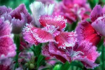 Картинка цветы флоксы макро лепестки magic kingdom