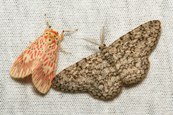 Картинка животные бабочки моли макро пара itchydogimages