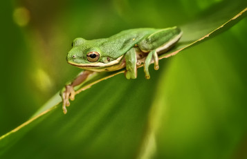 Картинка животные лягушки лягушка