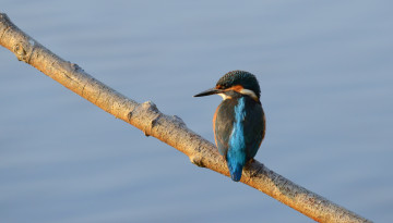 Картинка животные зимородки ветка птица фон зимородок