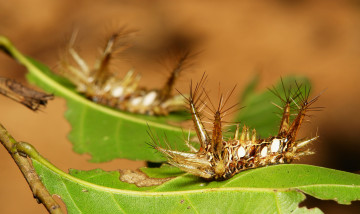 Картинка животные гусеницы листья макро itchydogimages