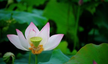 Картинка цветы лотосы лепестки