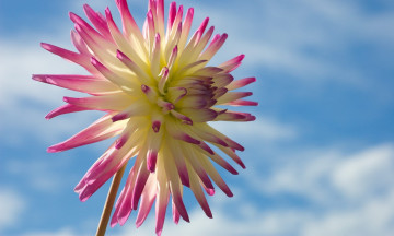 Картинка цветы георгины лепестки