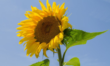 Картинка цветы подсолнухи небо лепестки