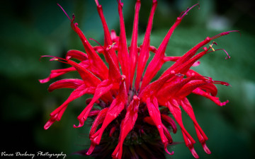 Картинка цветы соцветие макро цветок роса красный