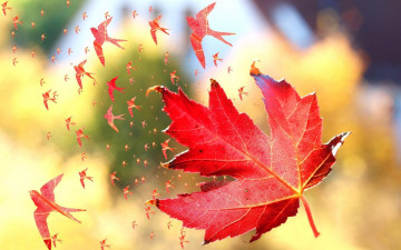 Картинка разное компьютерный+дизайн осень клен листья полет ласточки птицы