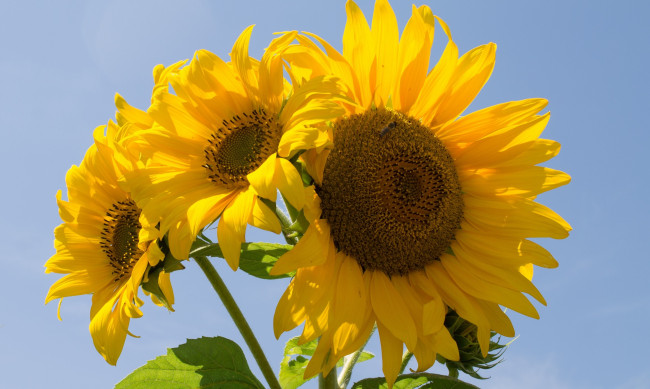 Обои картинки фото цветы, подсолнухи, лепестки, небо