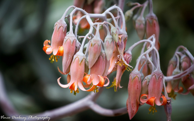 Обои картинки фото цветы, каланхоэ, колокольчики