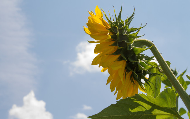 Обои картинки фото цветы, подсолнухи, небо, лепестки