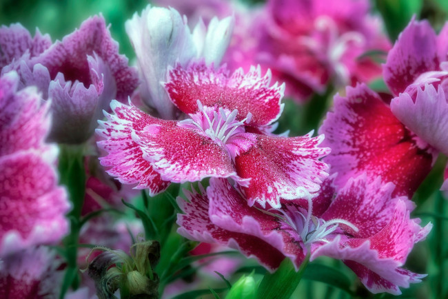 Обои картинки фото цветы, флоксы, макро, лепестки, magic, kingdom