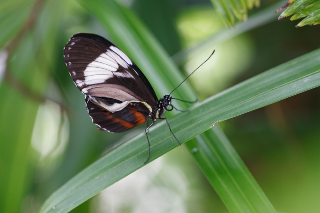 Обои картинки фото животные, бабочки, трава, макро, травинка, бабочка