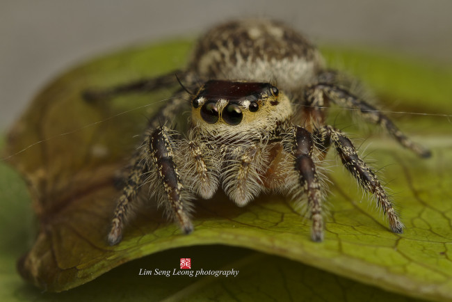 Обои картинки фото животные, пауки, джампер, паук, макро, паутинка