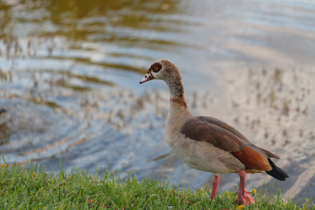 Обои картинки фото животные, утки, птица, утка, облака, берег, отражение, небо, озеро, вода