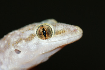 Картинка животные Ящерицы +игуаны +вараны фон чёрный ящерица