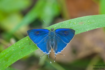 Картинка животные бабочки +мотыльки +моли усики крылья бабочка макро фон