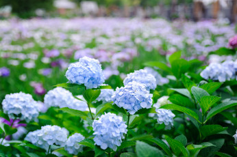 Картинка цветы гортензия