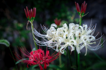 Картинка цветы лилии +лилейники бутоны лепестки макро