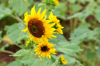 Картинка цветы подсолнухи подсолнух
