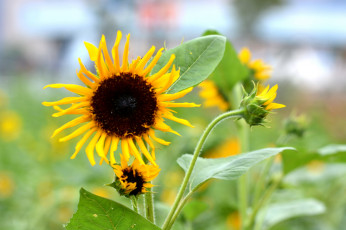 Картинка цветы подсолнухи подсолнух