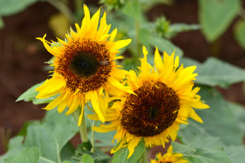 Картинка цветы подсолнухи подсолнух