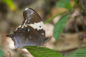 Картинка животные бабочки +мотыльки +моли усики крылья бабочка макро фон