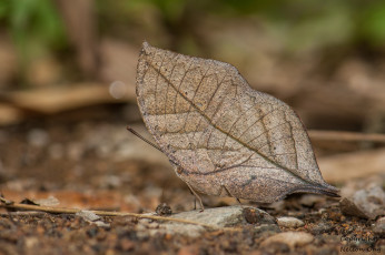 Картинка животные бабочки +мотыльки +моли усики крылья бабочка макро фон