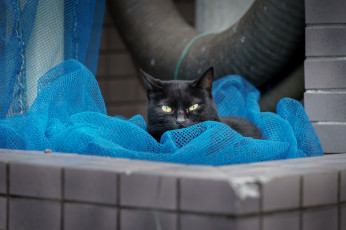 Картинка животные коты ткань сетка кот