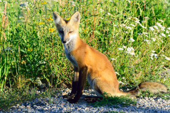 Картинка животные лисы лисичка
