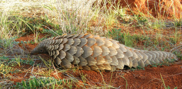 обоя панголин, животные, броненосцы,  панголины, млекопитающее, ящер, плацентарные