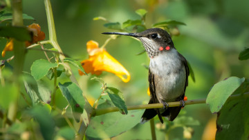 Картинка животные колибри ветка птичка