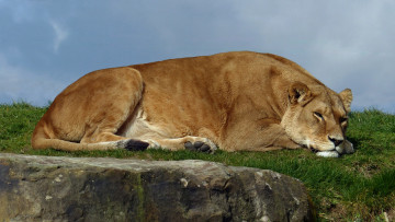 Картинка животные львы львица