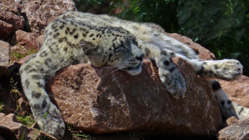 Картинка животные снежный+барс+ ирбис