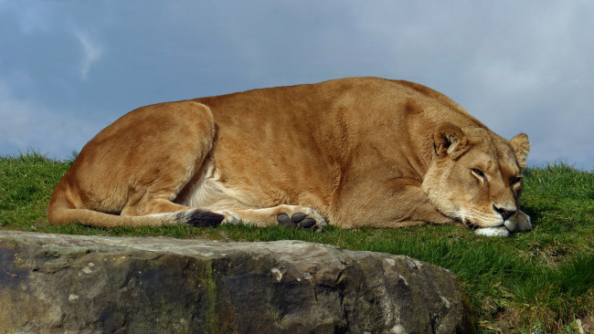 Обои картинки фото животные, львы, львица