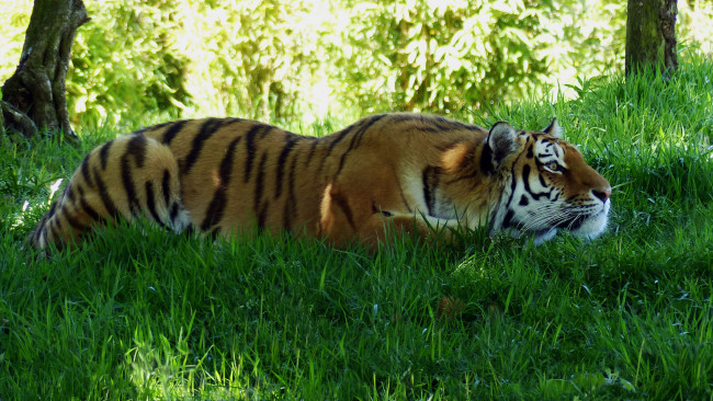 Обои картинки фото животные, тигры, тигр