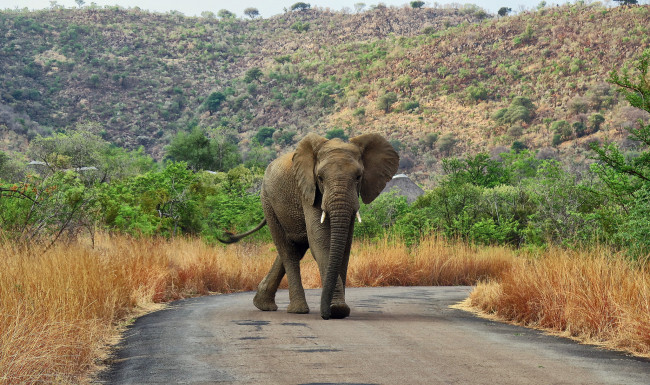 Обои картинки фото животные, слоны, слон