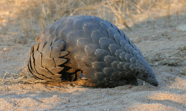 Обои картинки фото панголин, животные, Ящерицы,  игуаны,  вараны, млекопитающее, плацентарные, ящер
