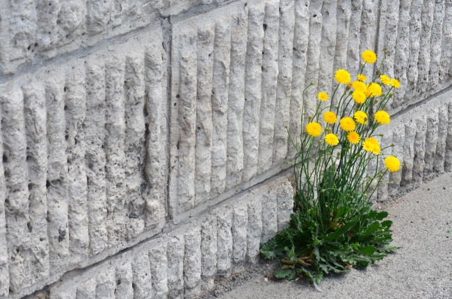 Обои картинки фото цветы, луговые , полевые,  цветы, жёлтые, куст, стена